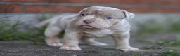 Amerikaanse Bully honden te koop: American Bully pocket pups verwacht  - Advertentie 13