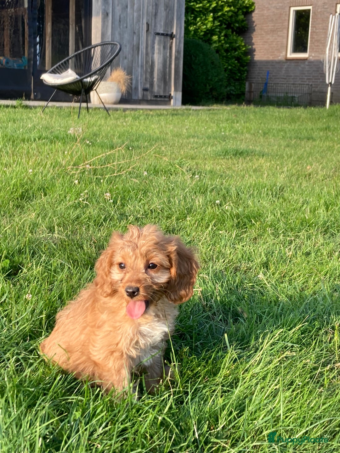 Cockapoo honden te koop: Hele lieve Cockapoo pups - Afbeelding 6