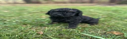 Australian Labradoodle honden te koop: Australian labradoodle puppy’s  - Advertentie 2
