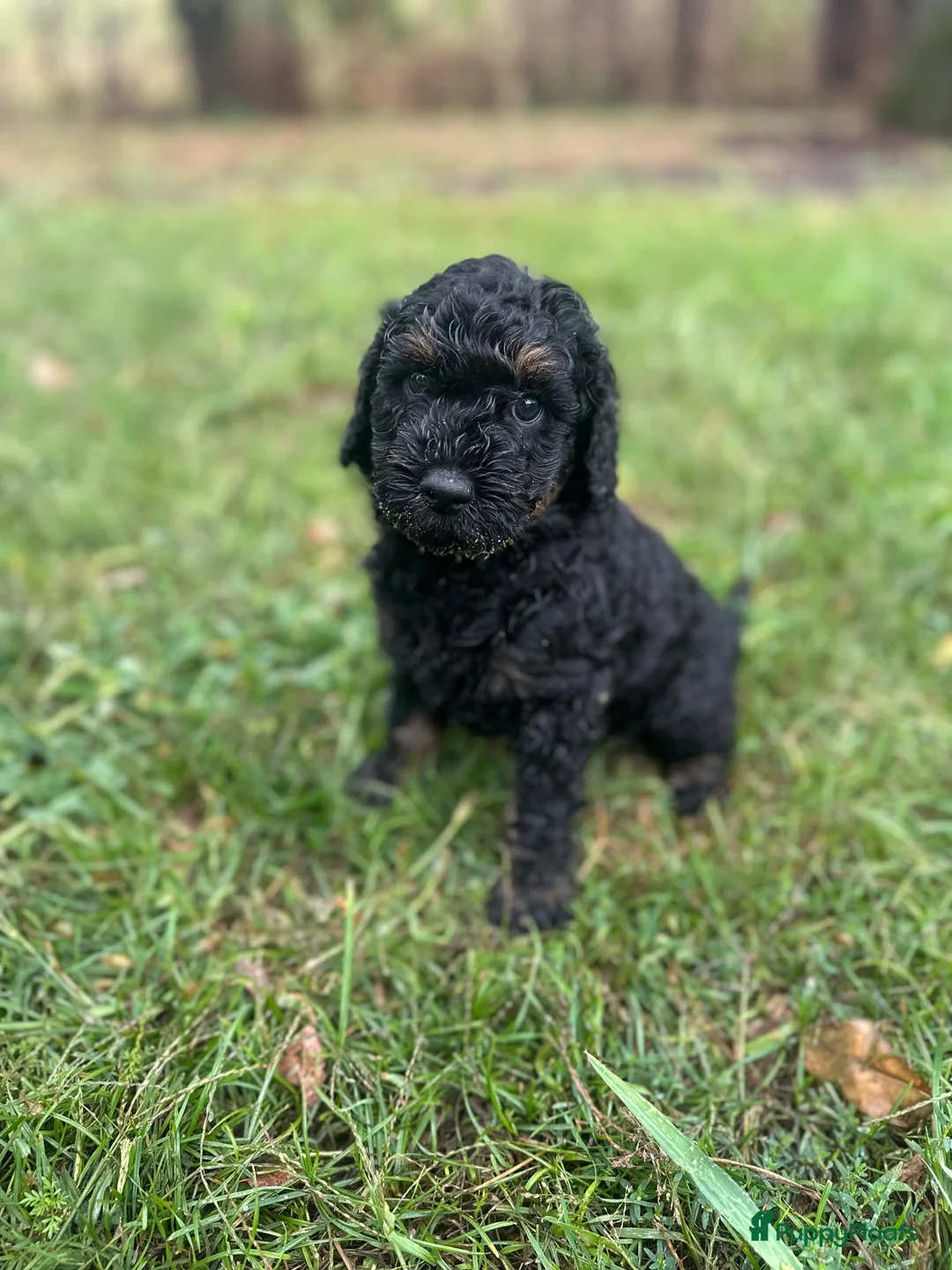 Australian Labradoodle honden te koop: Australian labradoodle puppy’s  - Advertentie 2