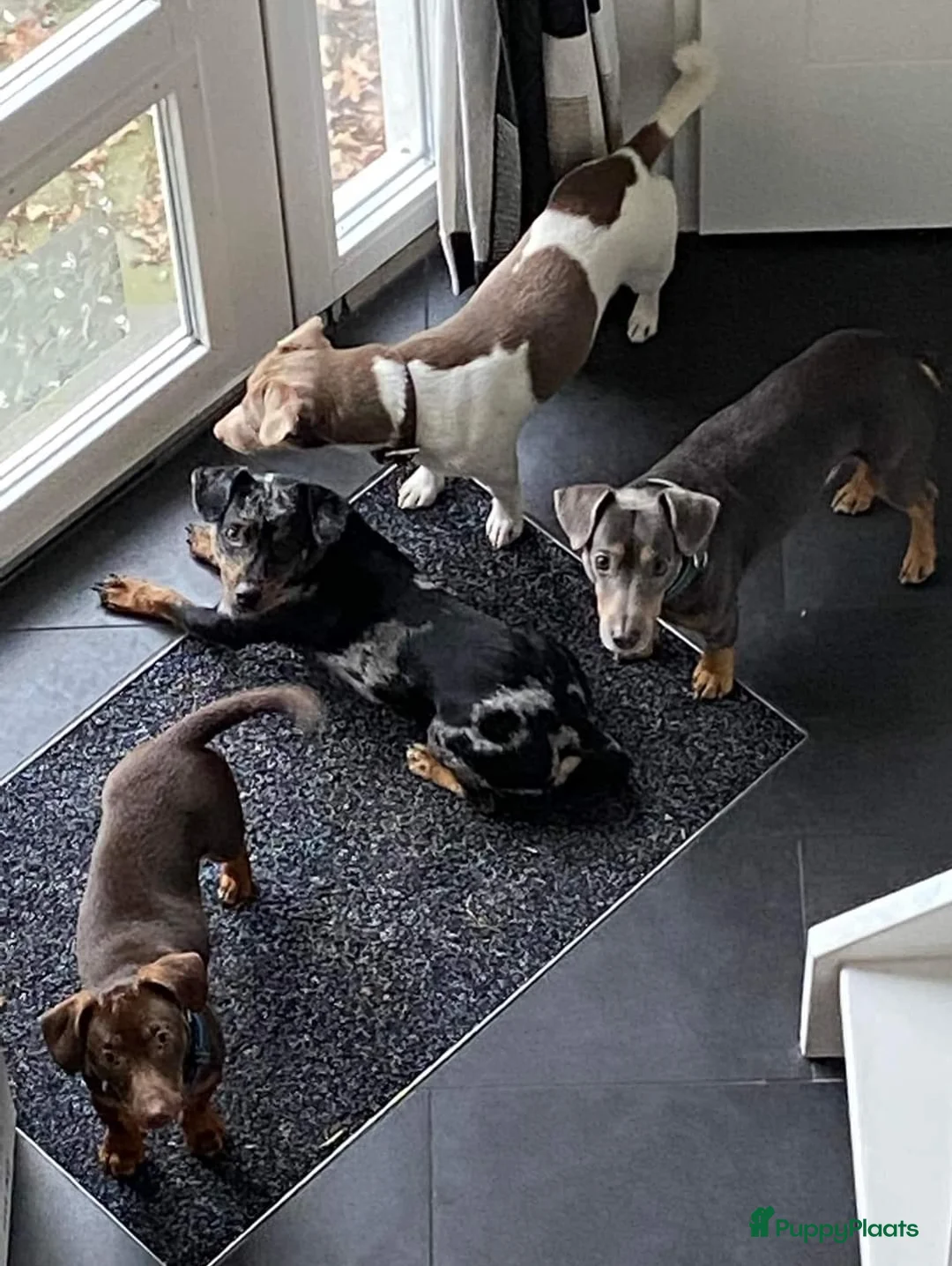 Jack Russel Terriër honden ter dekking: Jack russell dekreuen in Koewacht - Advertentie 2