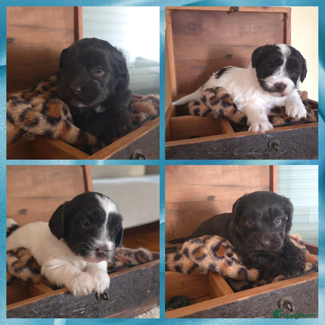 Havanezer honden te koop: Prachtig chocolade met wit reutje - Advertentie 2