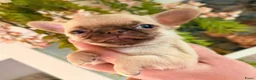 Chihuahua honden te koop: Prachtige gezonde  Chihuahua pups met fc stamboom - Advertentie 4