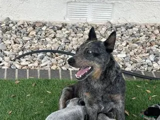 Australian Cattle Dog honden Australische herdershondenpuppy's - Advertentie 1