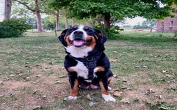 Berner Sennenhond honden te koop: Prachtige Berner Sennenhond puppy s - Afbeelding 8