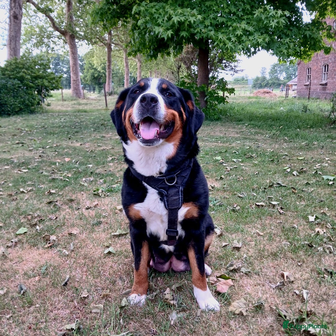 Berner Sennenhond honden te koop: Prachtige Berner Sennenhond puppy s - Afbeelding 8