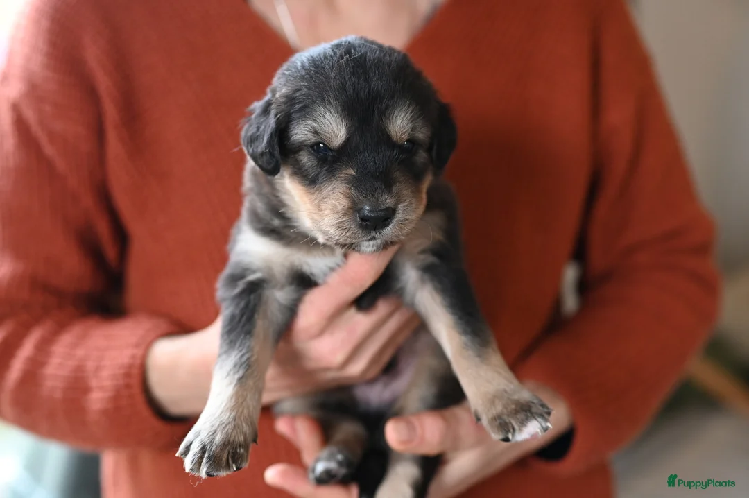 Kruising honden te koop: Lieve Husky/Labrador mix pups  - Advertentie 13