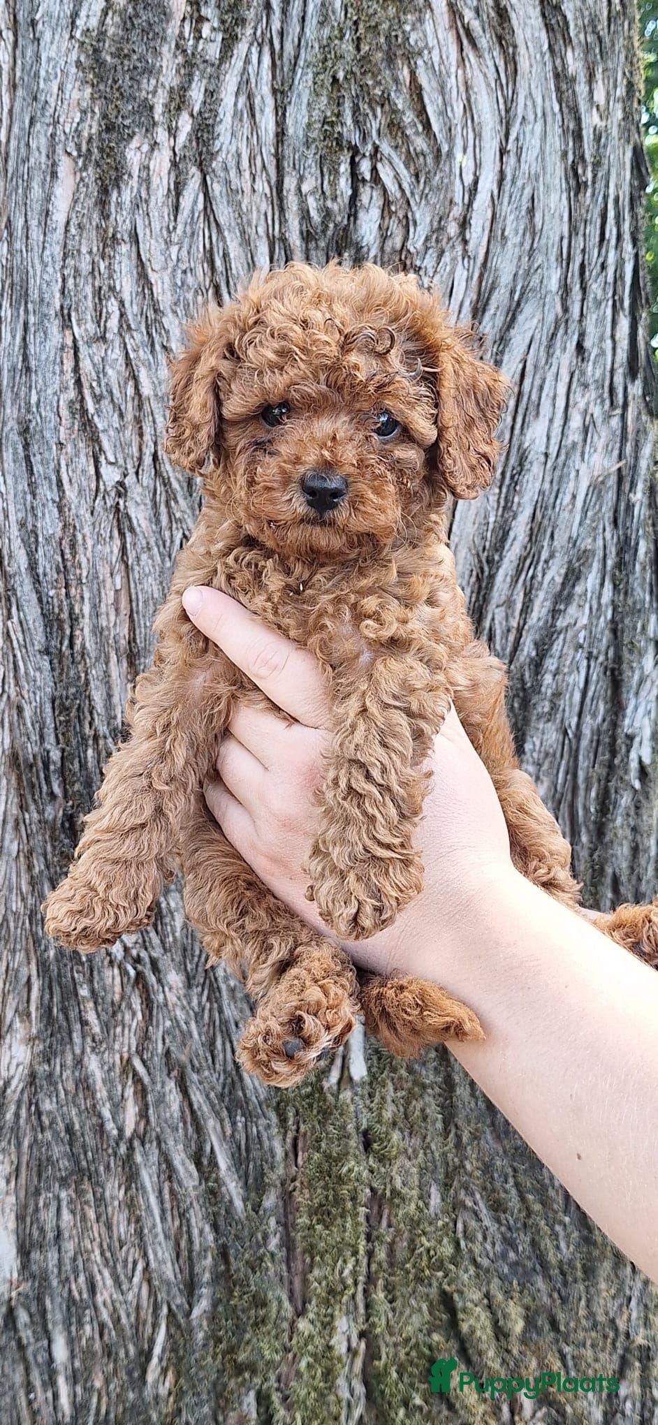 Maltipoo honden Lieve, sociale abrikoos Maltipoo teefjes te koop🐾 - Advertentie 2