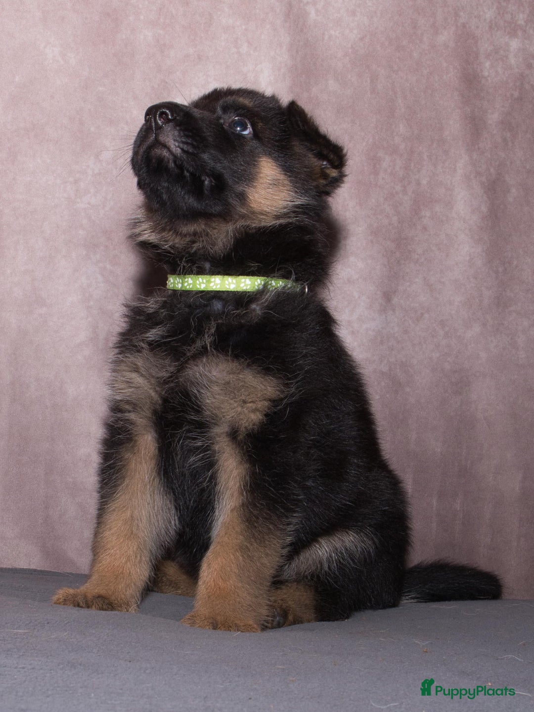 Duitse Herder honden te koop: 🐾 Duitse Herder Pup te Koop  🐾 - Afbeelding 17