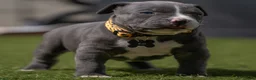 Amerikaanse Bully honden ter dekking: American Bully XL dekreu  - Advertentie 24