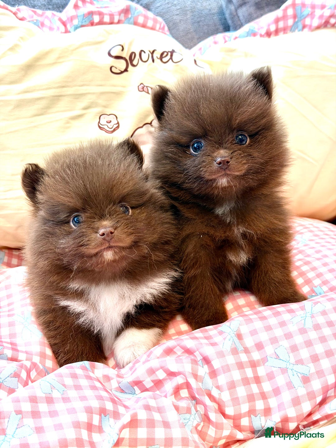Pomeriaan honden te koop: Choco pomeranian pomeriaan pups te reserveren - Advertentie 9