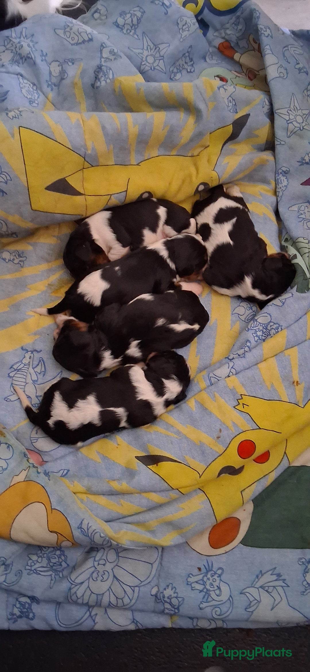 Cavalier King Charles Spaniel honden te koop: Cavaliers king charel - Advertentie 3