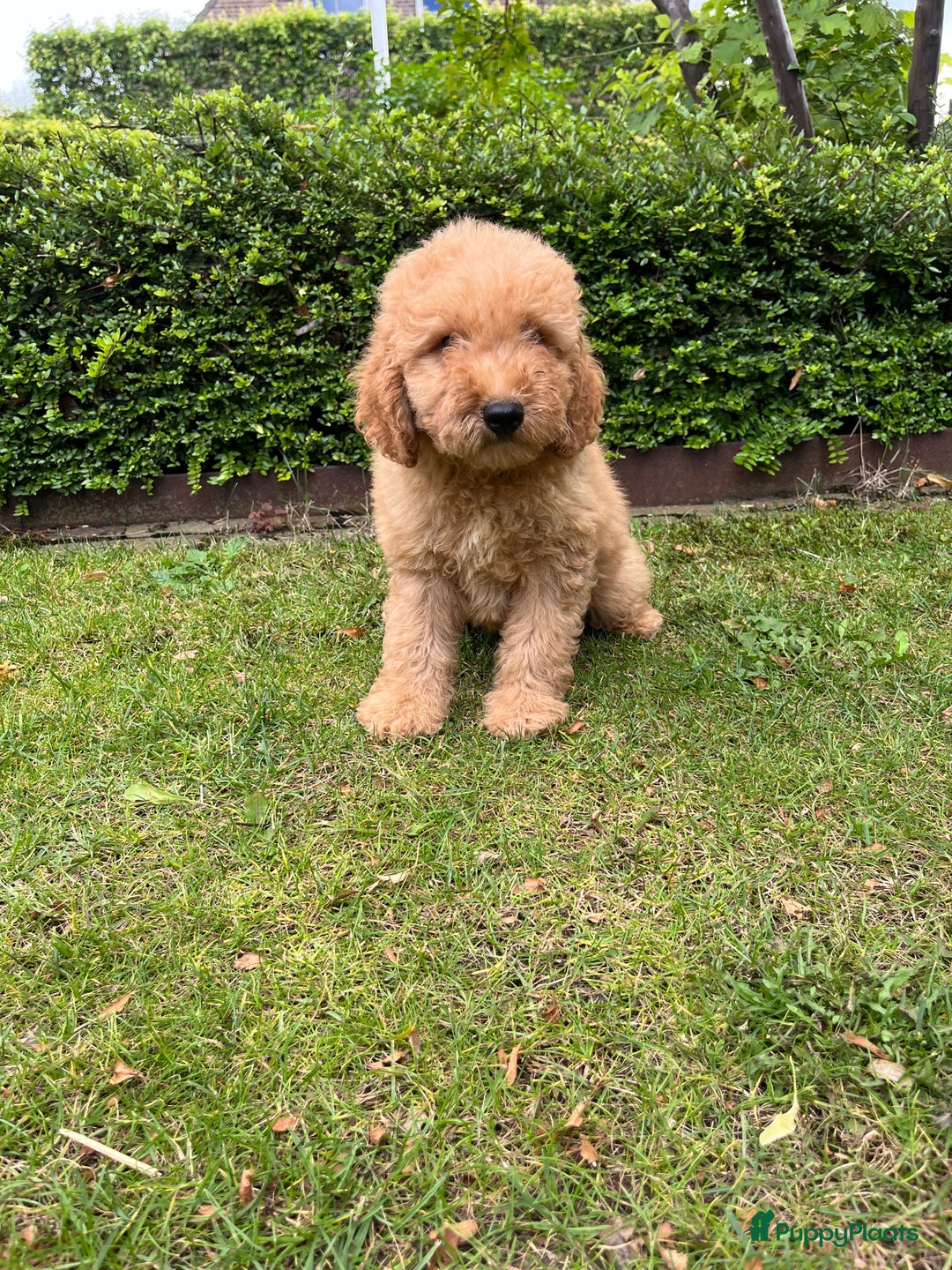 Labradoodle honden te koop: Labradoodle  - Afbeelding 8