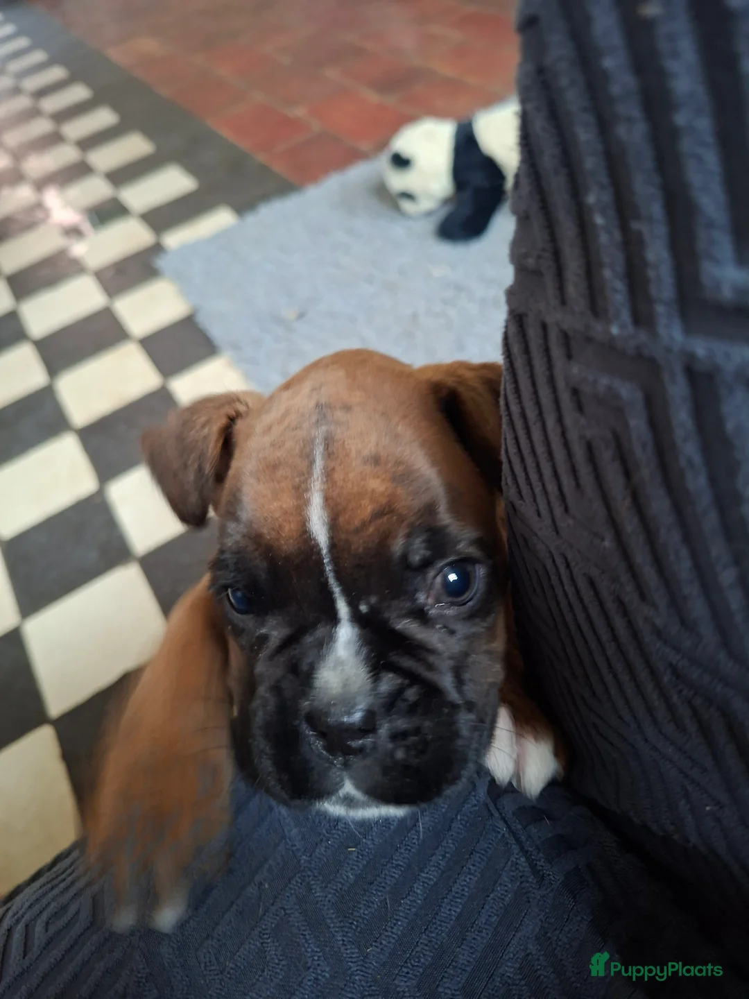 Boxer honden te koop: Boxerpup  - Advertentie 4