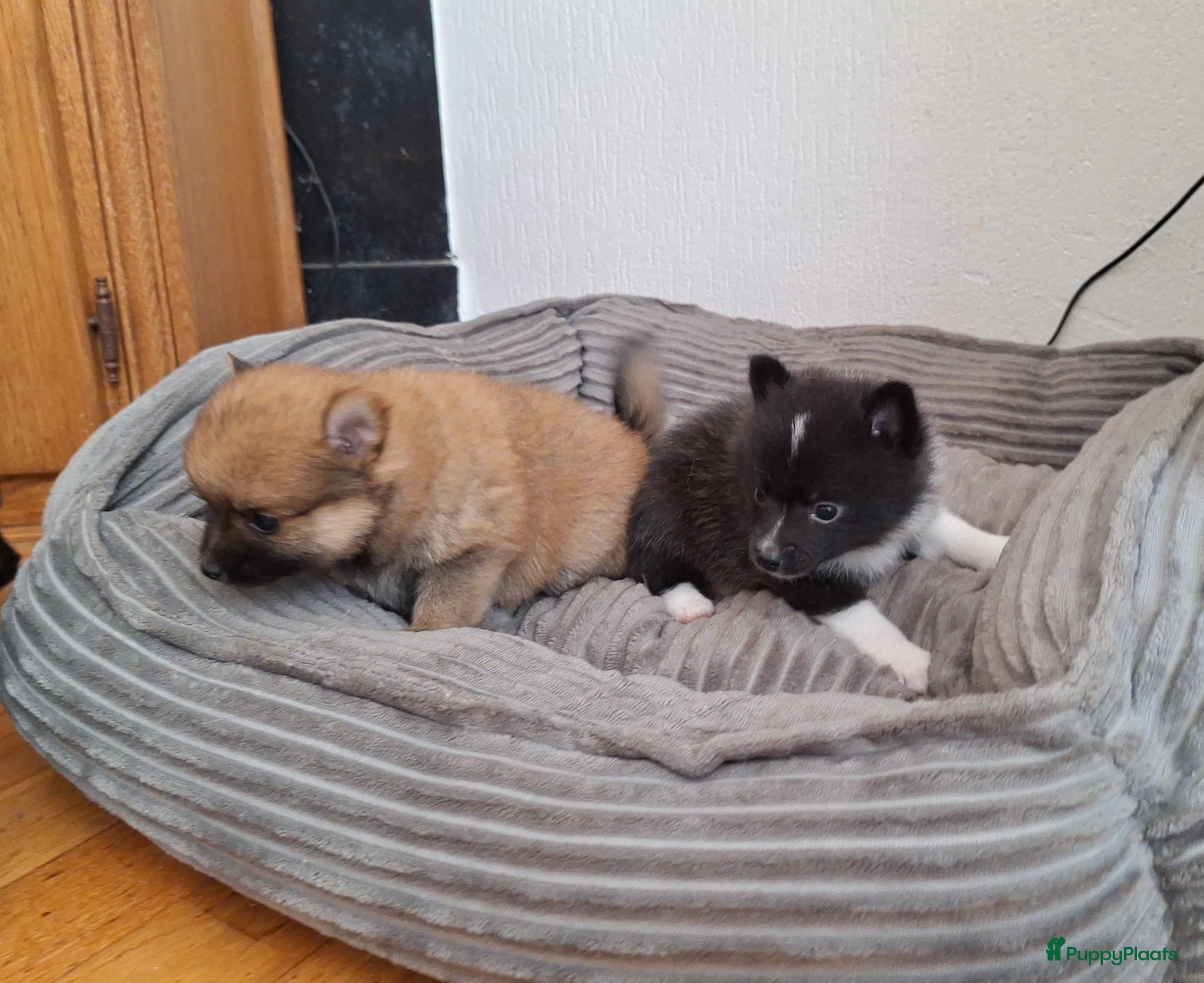 Pomsky honden te koop: Mellow 💙 F1b pomsky reu - Advertentie 5