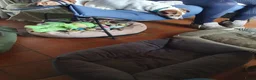 Jack Russel Terriër honden te koop: Speelse gezonde RASZUIVER JACK RUSSELpups LAAGBEEN - Advertentie 5