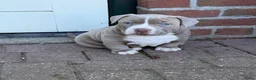 Amerikaanse Bully honden te koop: 4 prachtige pocket bully pups te koop - Advertentie 6