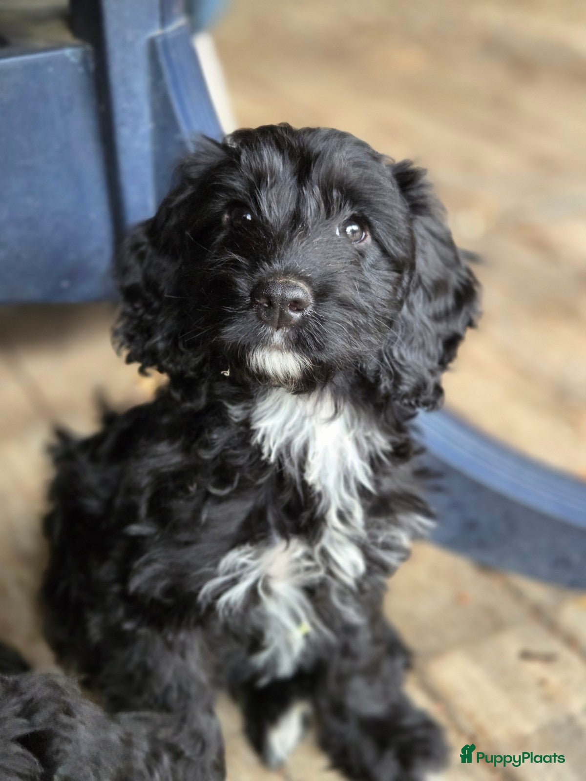 Kruising honden Cockapoo pups mogen 't nest verlaten - Advertentie 15