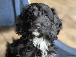 Kruising honden Cockapoo pups mogen 't nest verlaten - Advertentie 15