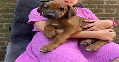 Rhodesian Ridgeback honden - Advertentie 15