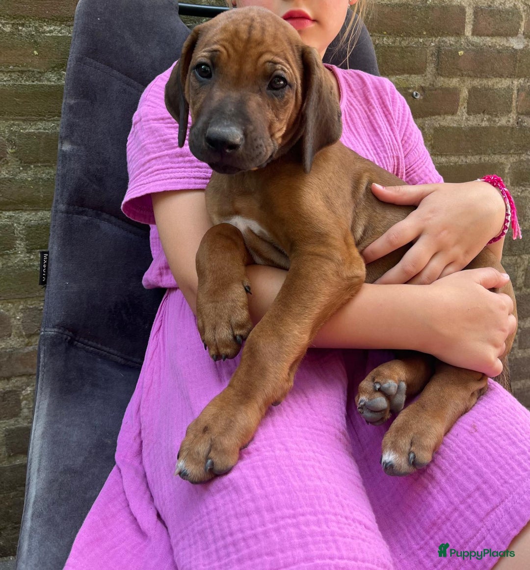 Rhodesian Ridgeback honden te koop: Rhodesian Ridgeback pups - Afbeelding 2