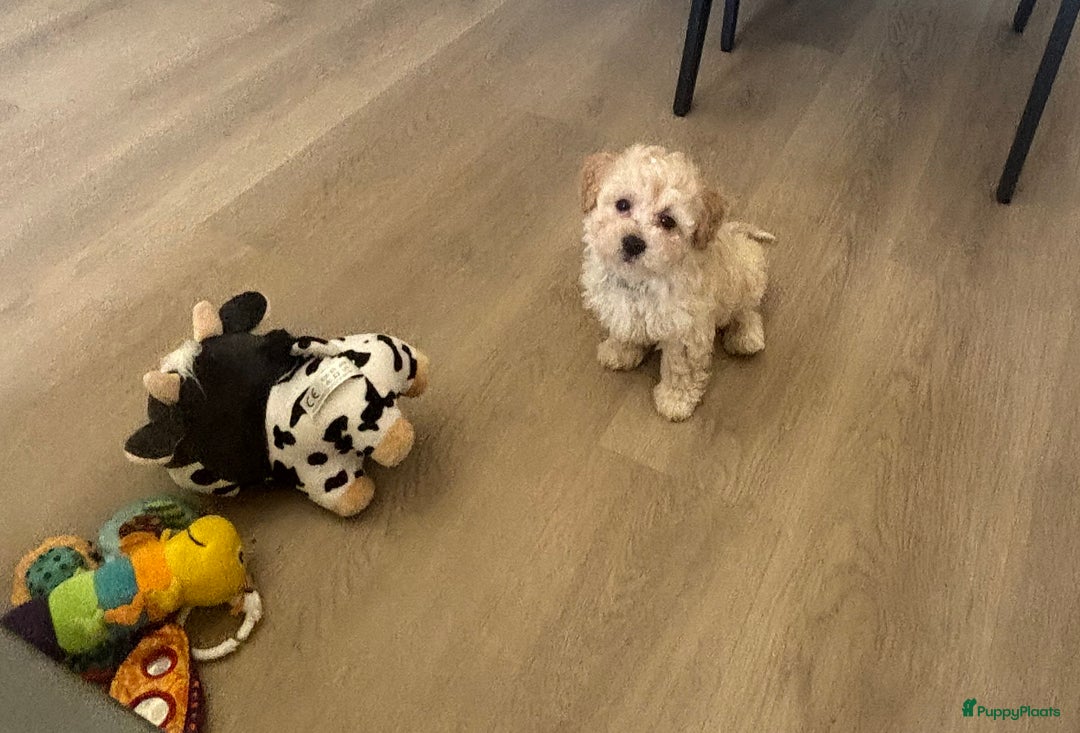 Maltipoo honden te koop: Maltipoo pups in Oirschot - Afbeelding 3
