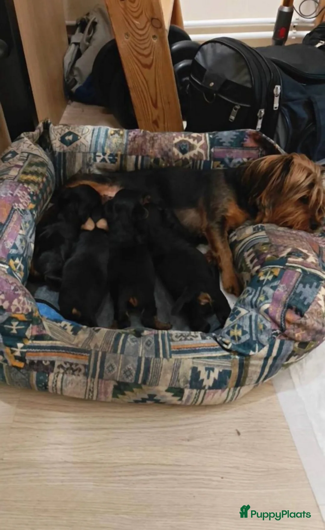 Yorkshire Terriër honden te koop: Yorkshire Terriër pups  in Utrecht - Advertentie 1
