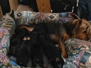 Yorkshire Terriër honden Yorkshire Terriër pups - Advertentie 2