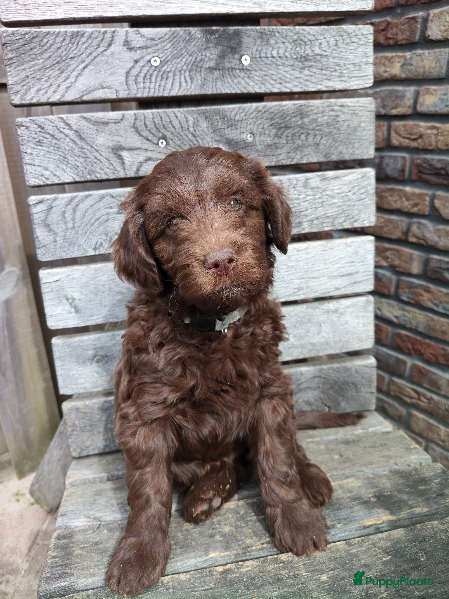 Labradoodle honden Super lieve sociale labradoodle pups, mini/medium  - Advertentie 6