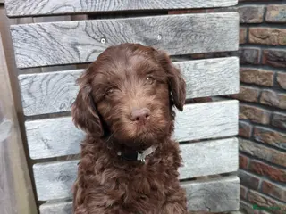 Labradoodle honden Super lieve sociale labradoodle pups, mini/medium - Advertentie 6