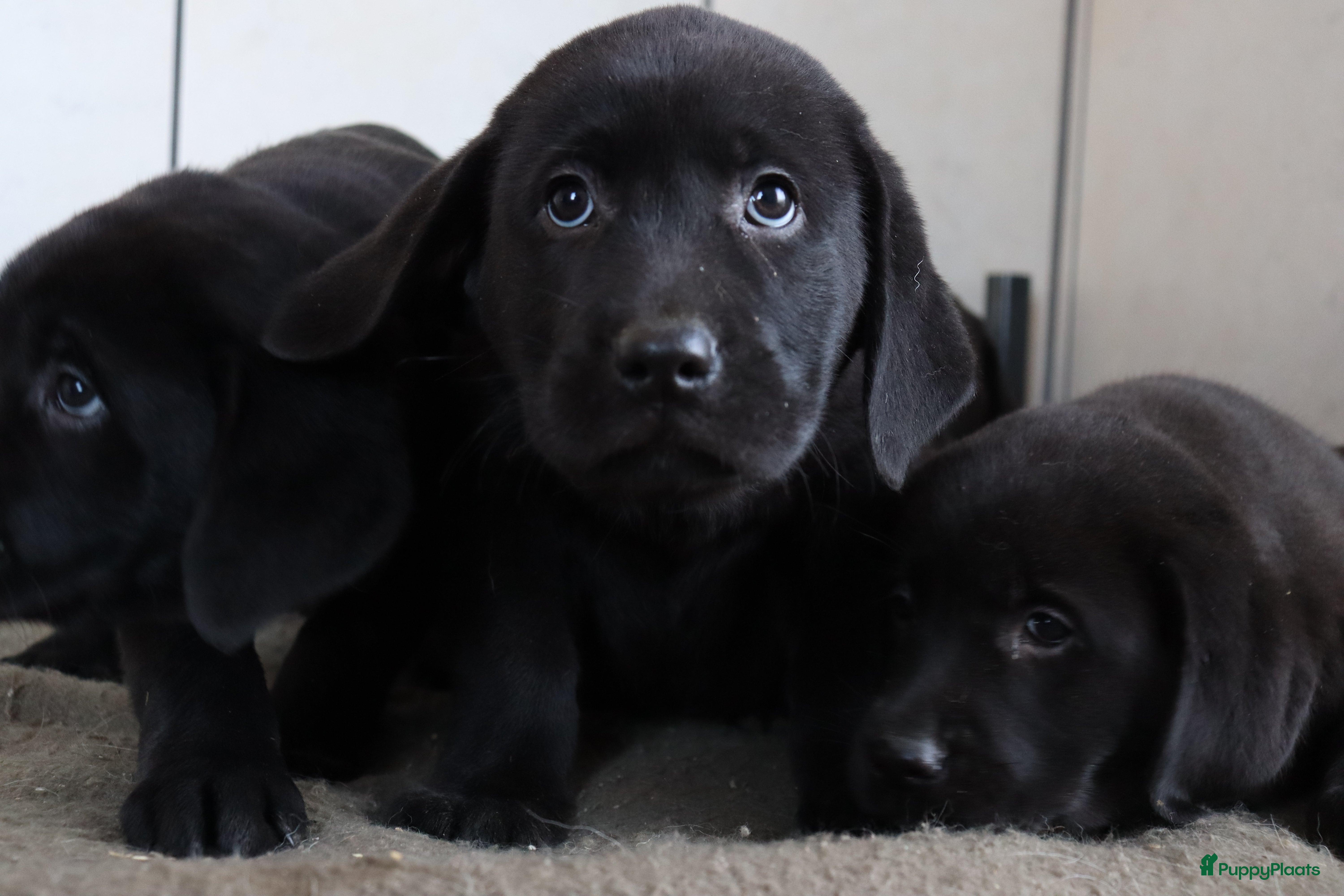 Labrador Retriever honden Hele lieve labrador pups te koop! - Advertentie 1