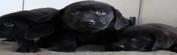 Labrador Retriever honden te koop: Hele lieve labrador pups te koop! - Advertentie 1