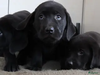 Labrador Retriever honden Hele lieve labrador pups te koop! - Advertentie 1