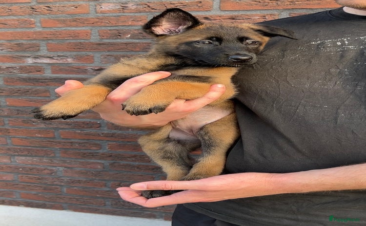 Hollandse Herder honden - Advertentie 15