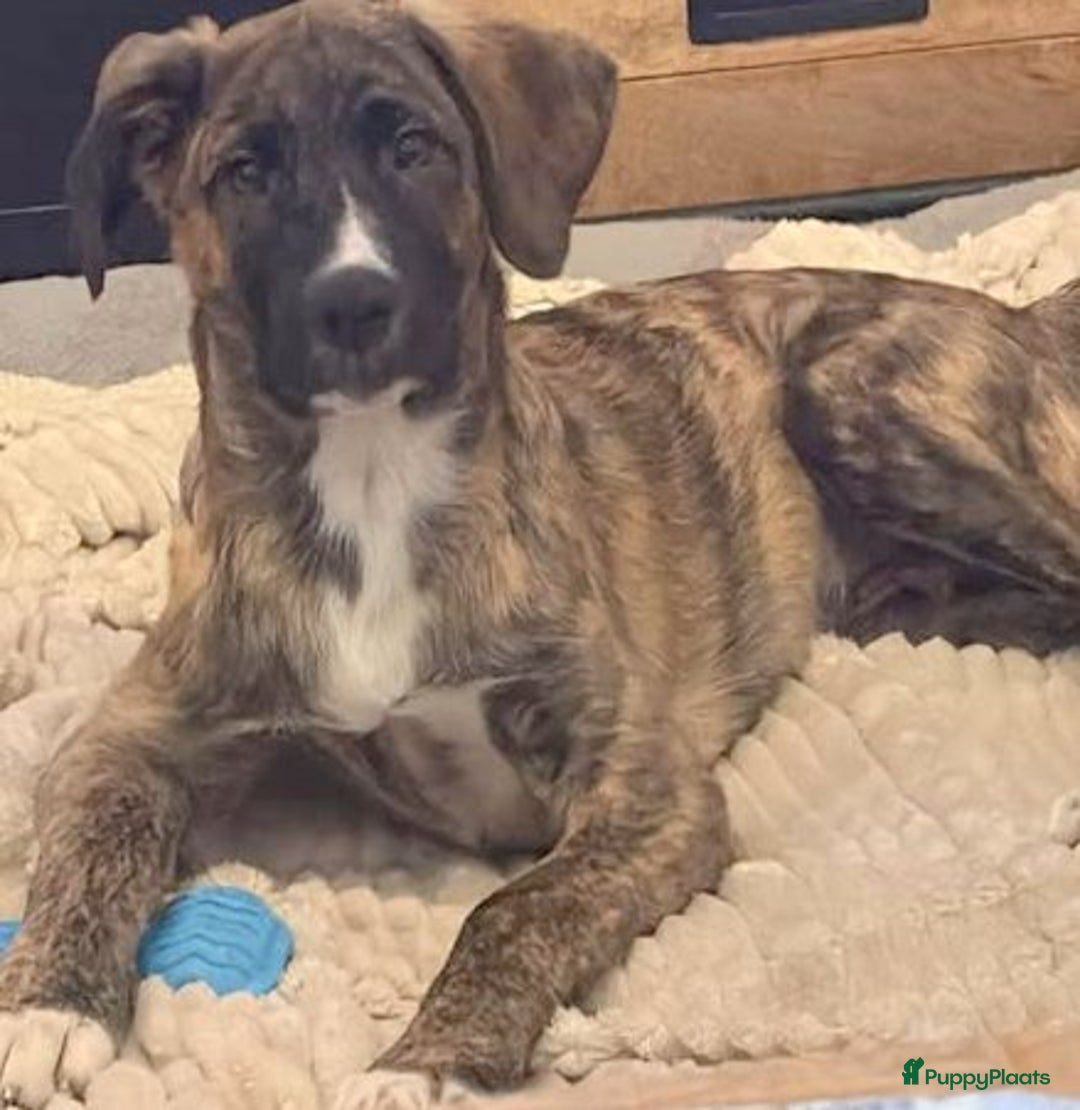 Kruising honden ter adoptie: Gaston een schat van een hondje klaar voor vertrek - Advertentie 2