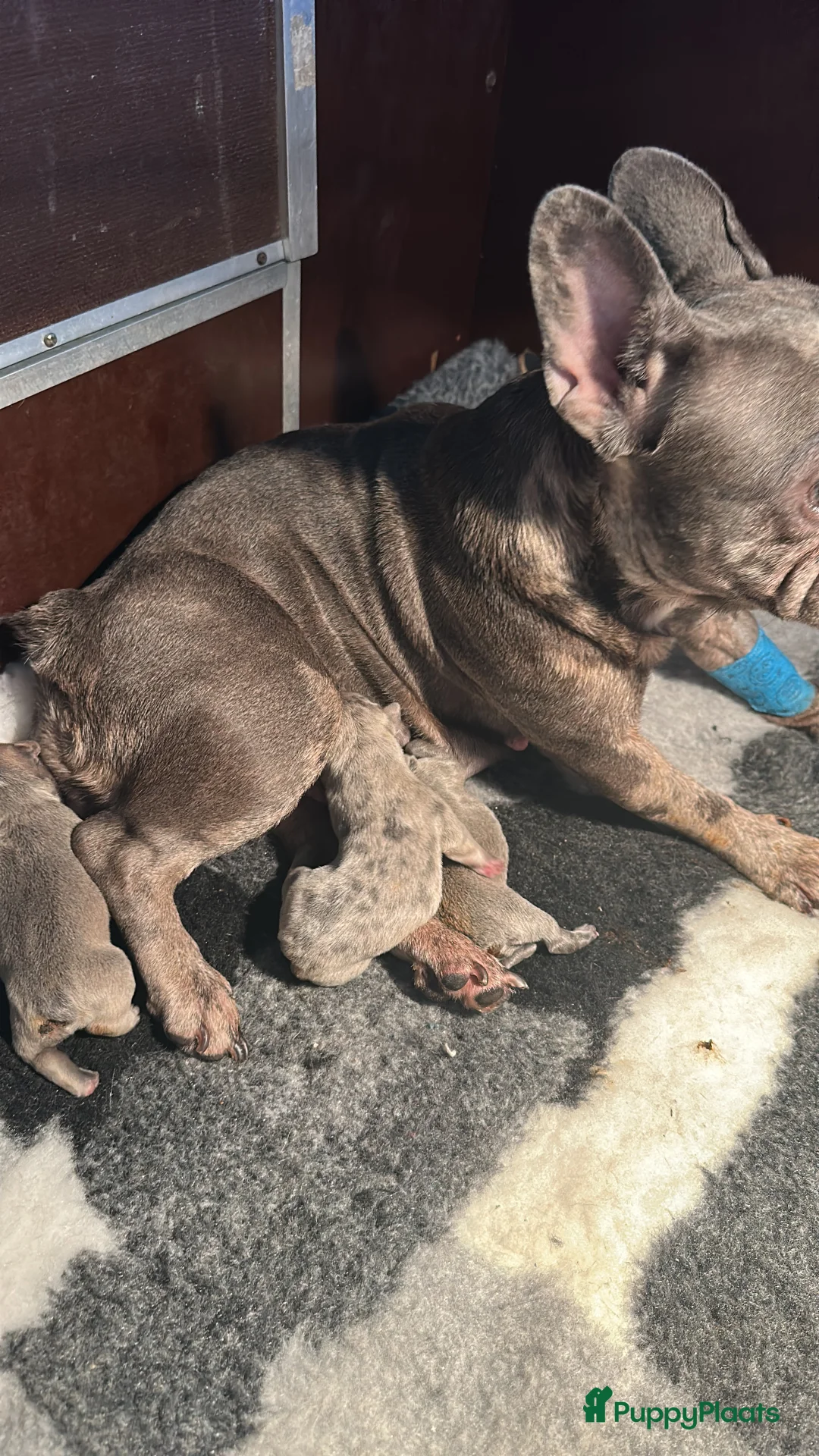 Franse Bulldog honden te koop: Te koop mooie Franse Bulldog pups  - Advertentie 5