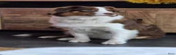 Australian Shepherd honden te koop: Australian shepherd australische herder pups - Advertentie 4