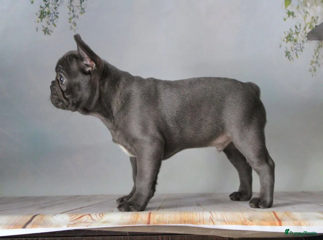 Franse Bulldog honden te koop: Franse Bulldog pups - Advertentie 4
