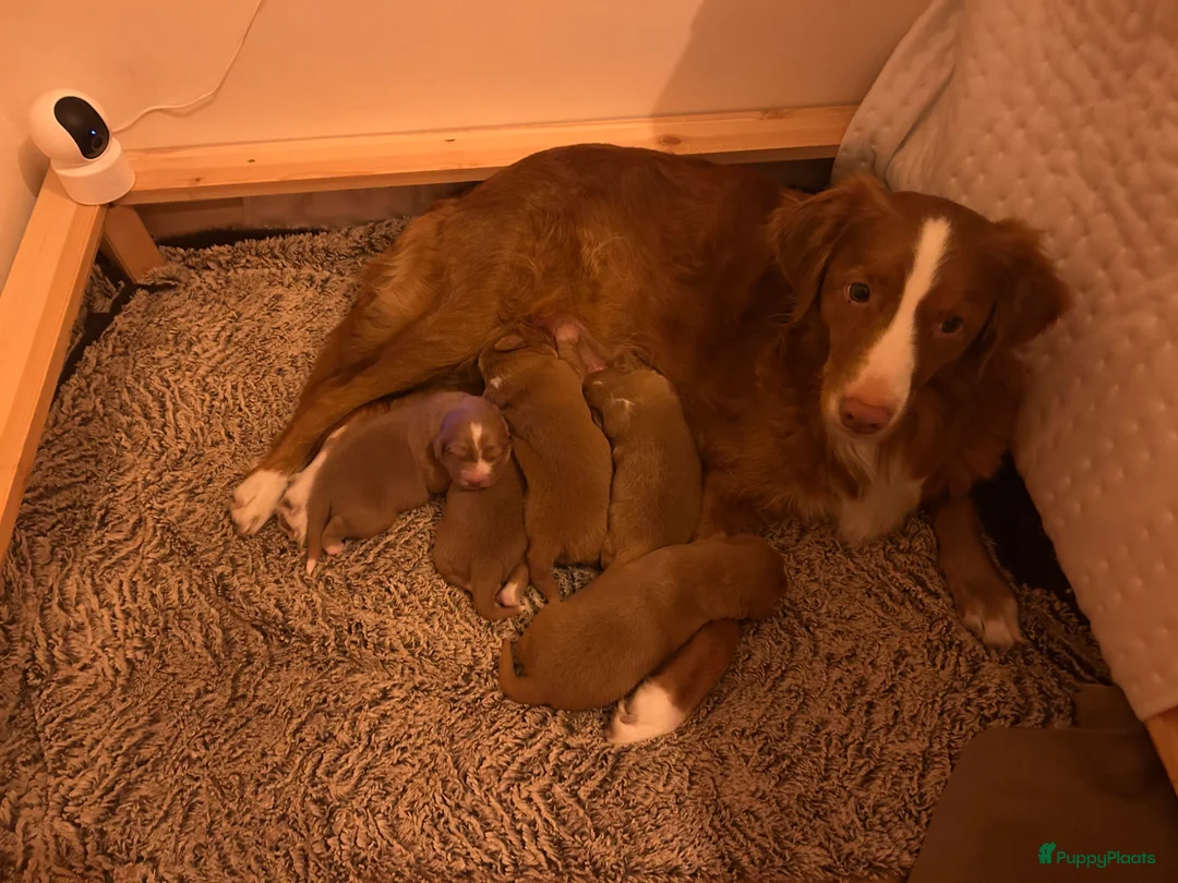 Nova Scotia Duck Tolling Retriever honden te koop: Prachtige Nova scotia duck tolling retriever pups  - Advertentie 1