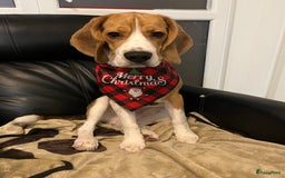 Beagle honden ter dekking: Beagle beschikbaar voor dekking - Advertentie 2