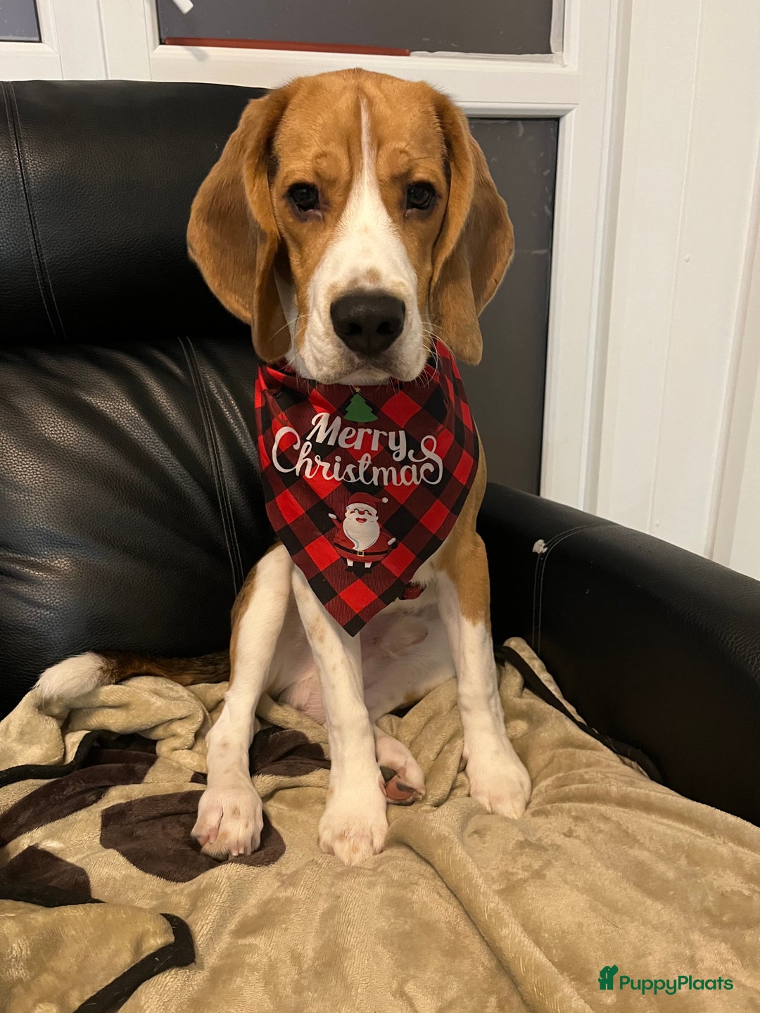 Beagle honden ter dekking: Beagle beschikbaar voor dekking - Advertentie 2