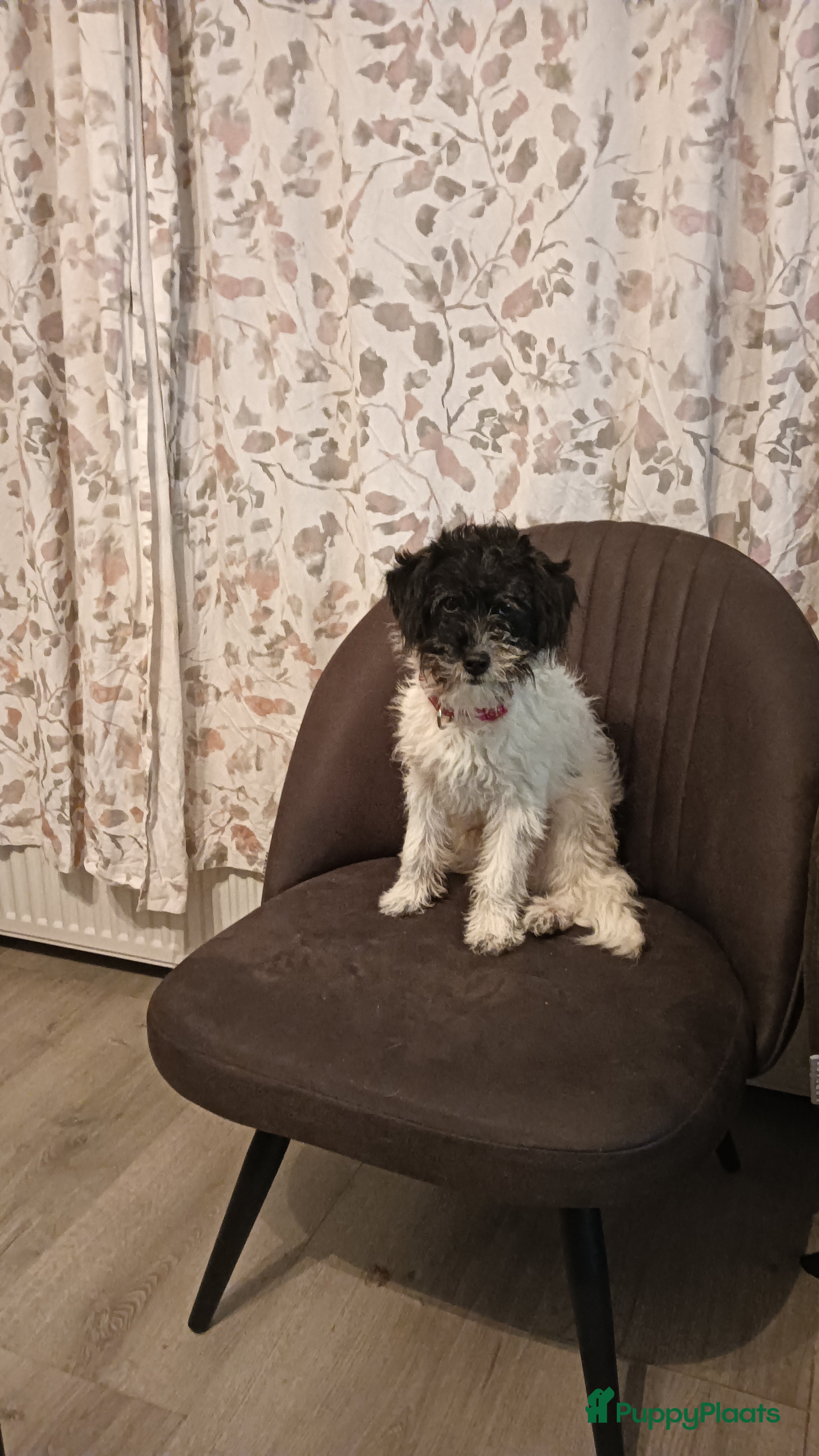 Kruising honden Maltipoo pup - Advertentie 2