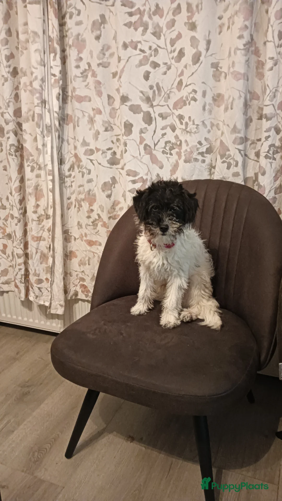 Kruising honden te koop: Maltipoo pup - Advertentie 2