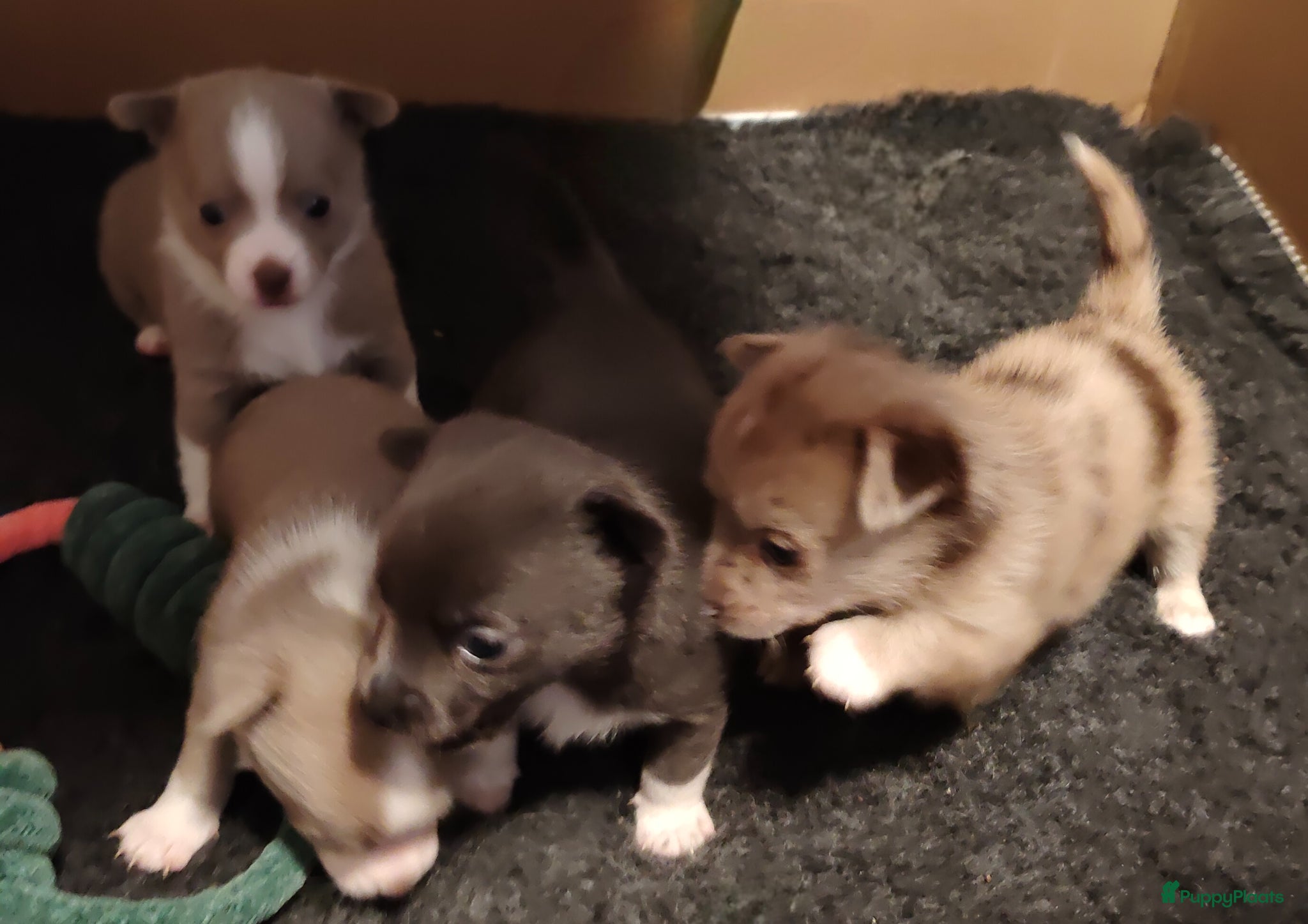 Pomchi honden Super lieve Pomchi pups  - Advertentie 1