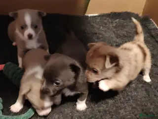 Pomchi honden Super lieve Pomchi pups - Advertentie 7