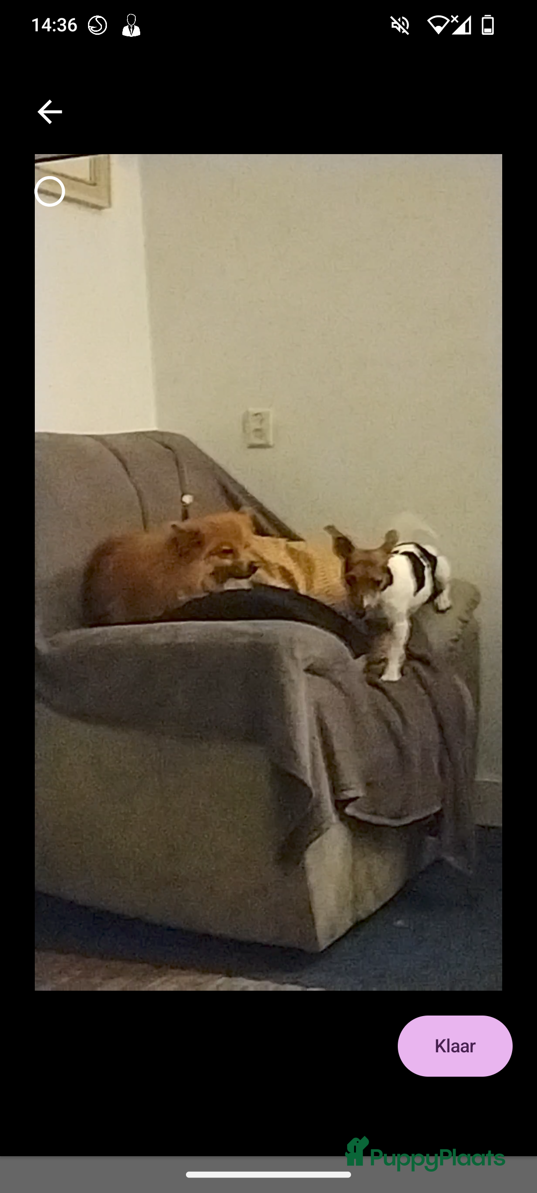 Kruising honden te koop: Jack Russell terriër kruising met pomeriaan reu in Eemnes - Afbeelding 20