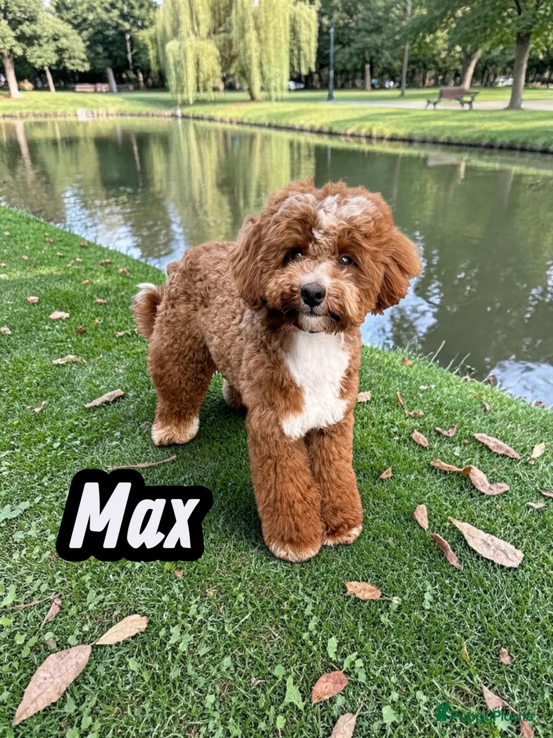 Poedel Toy honden ter dekking:  toy/dwerg poedel dekreutjes met fci stamboom - Advertentie 2