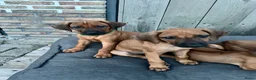 Rhodesian Ridgeback honden te koop: 10 prachtige Rhodesian Ridgeback pups te koop - Advertentie 17