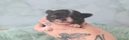 Chihuahua honden te koop: Chihuahua pup van geteste ouders - Advertentie 5