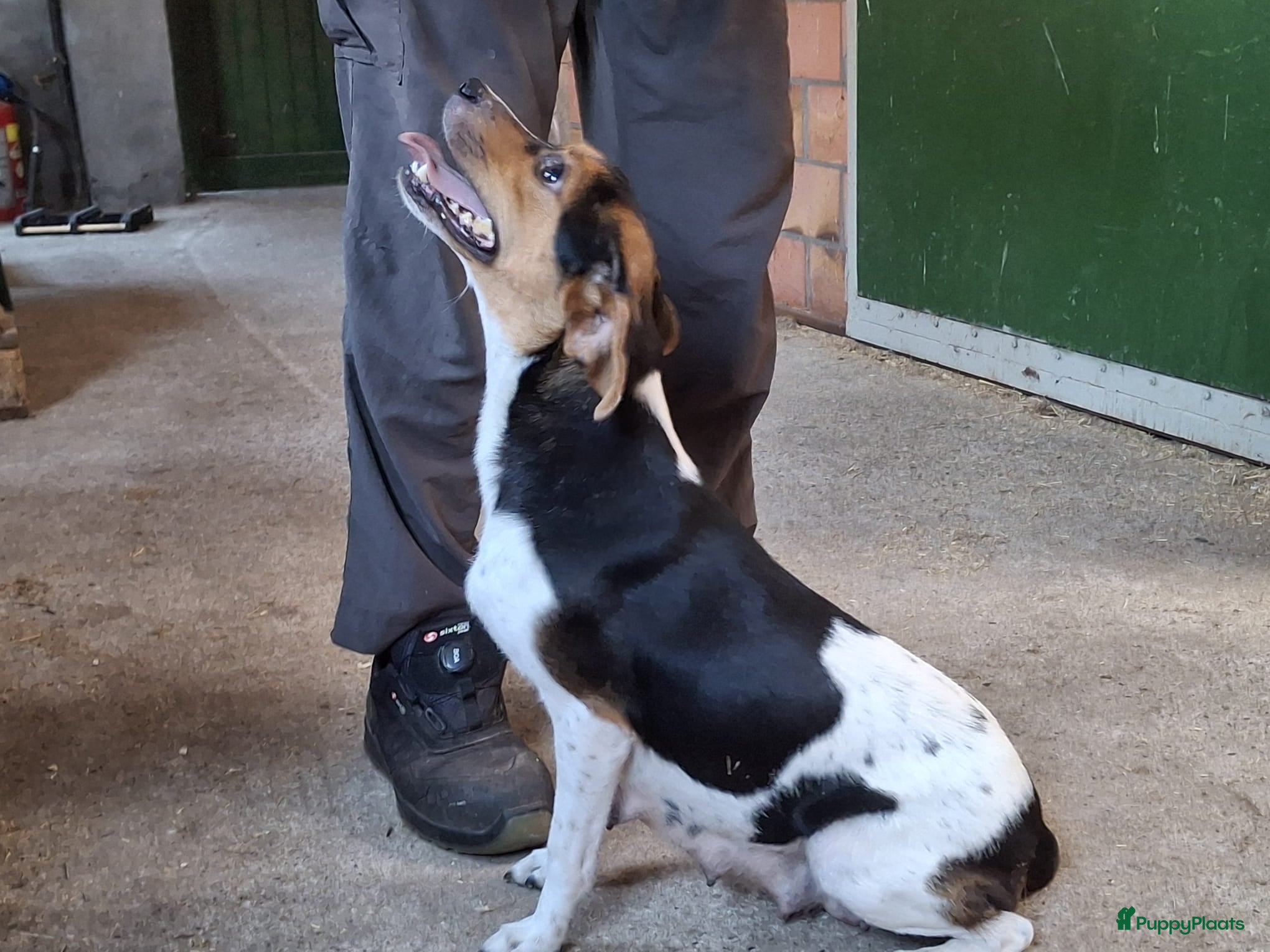 Fox Terriër Gladhaar honden boerenfox pups - Advertentie 6